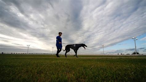 sky greyhound betting|Greyhound Derby antepost betting tips and analysis .